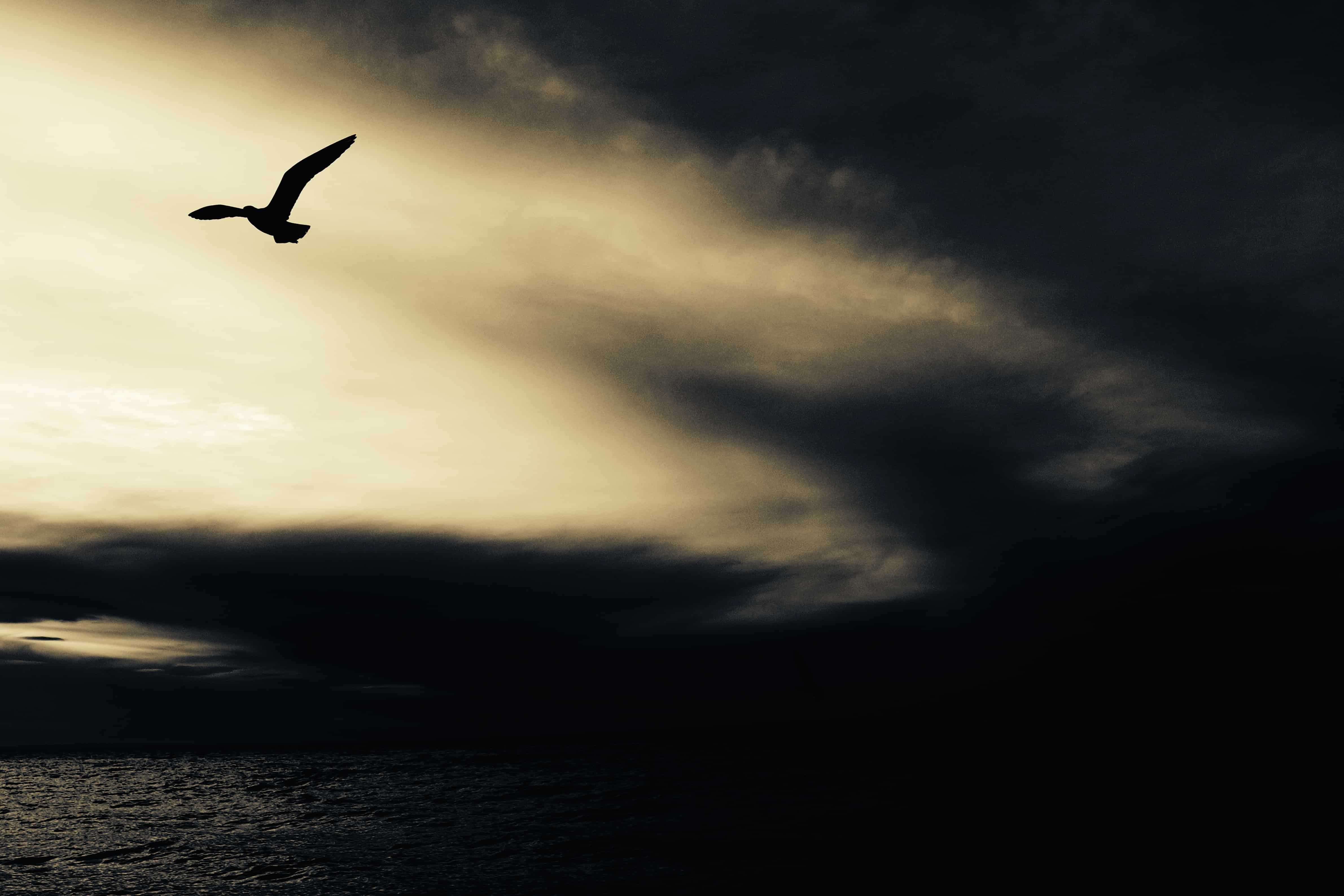 bird-fly-air-sky-shadow