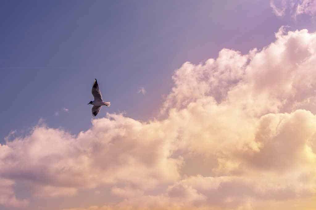 bird flying