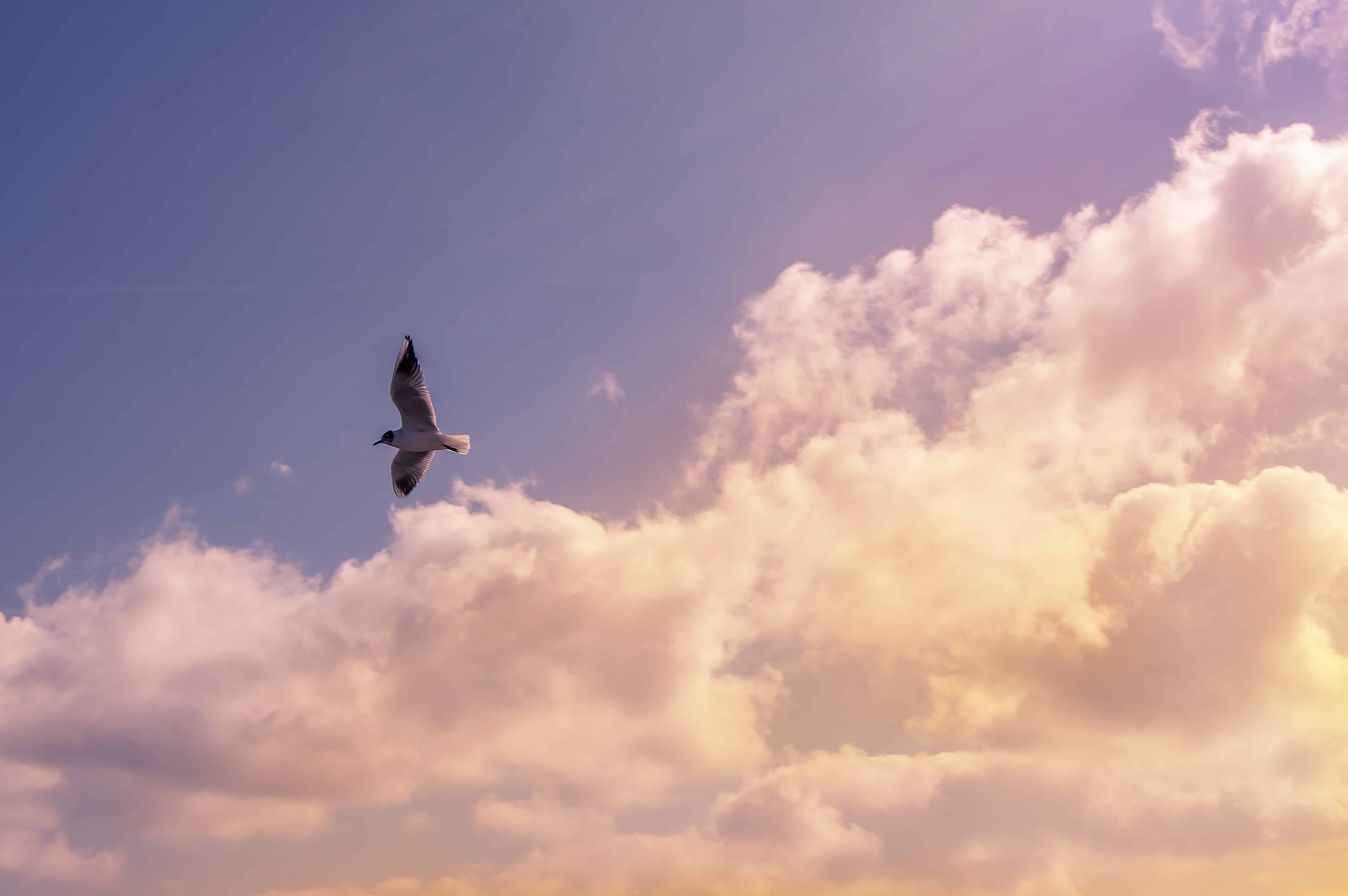 bird-sky-clouds
